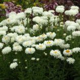 Leucanthemum x s. 'Victorian Secret'