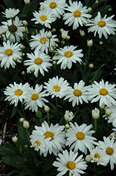 Leucanthemum 'Whoops-a-Daisy'