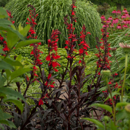 Lobelia 'Queen Victoria'