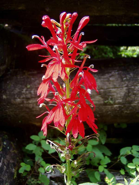 LOBELIA CARDINALIS