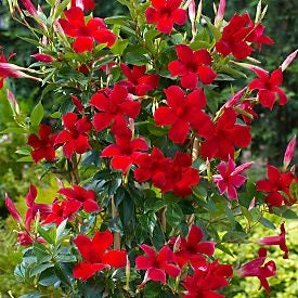 MANDEVILLA SUN 'PARASOL CRIMSON'