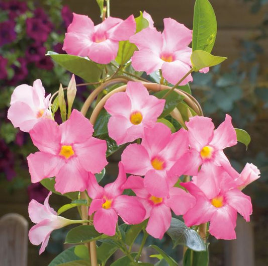 MANDEVILLA SUN 'PARASOL PINK'