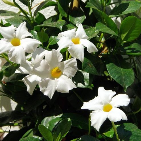 MANDEVILLA SUN 'PARASOL WHITE'