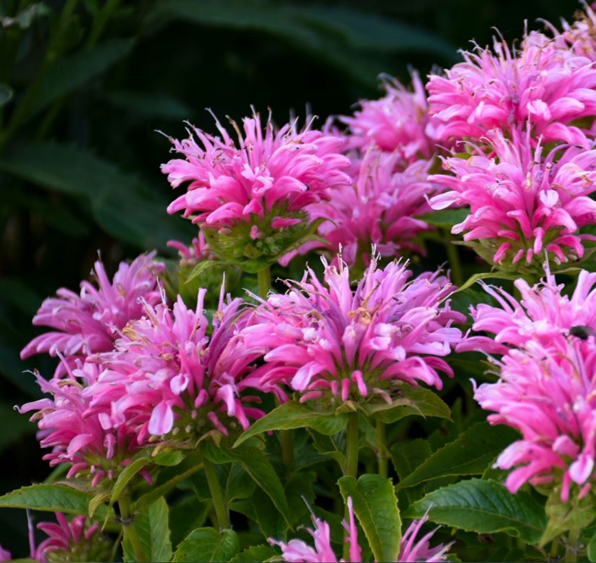 MONARDA BALMY PINK BEE BALM