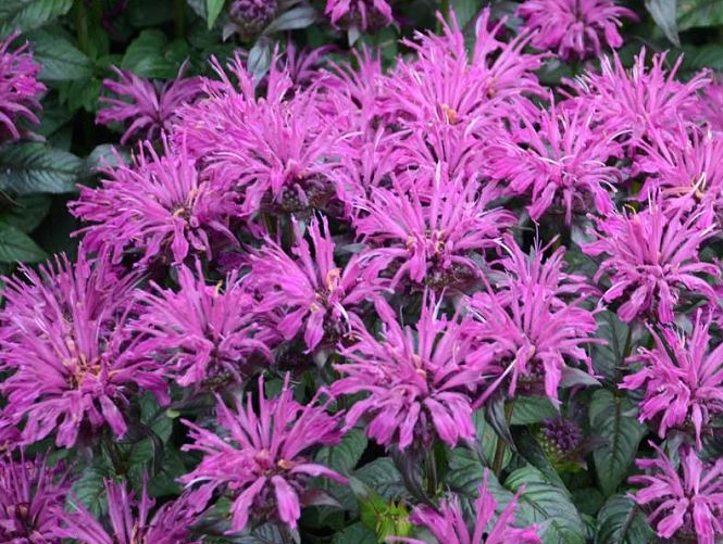 Monarda 'Rockin' Raspberry'