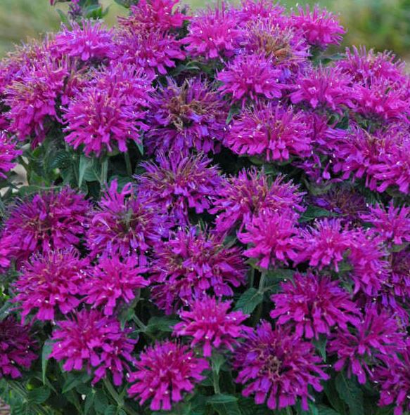 Monarda 'Grape Gumball'