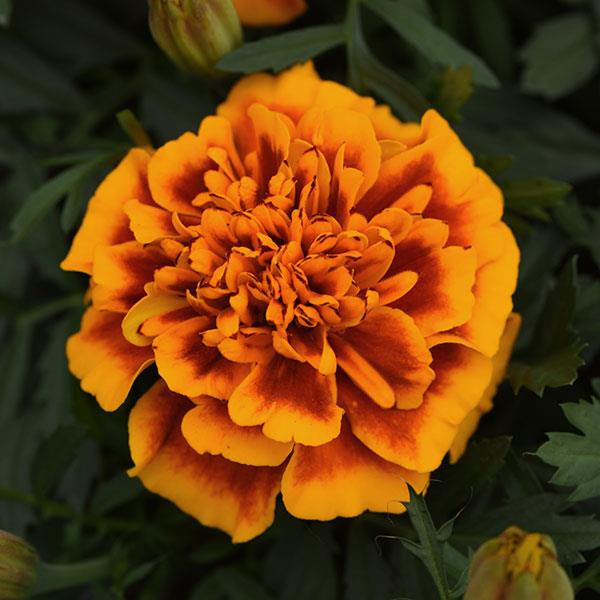 MARIGOLD BONANZA FLAME