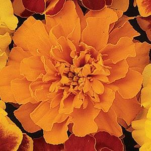 MARIGOLD BONANZA ORANGE