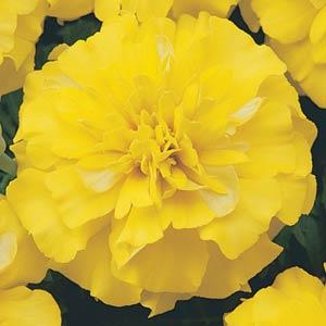 MARIGOLD BONANZA YELLOW