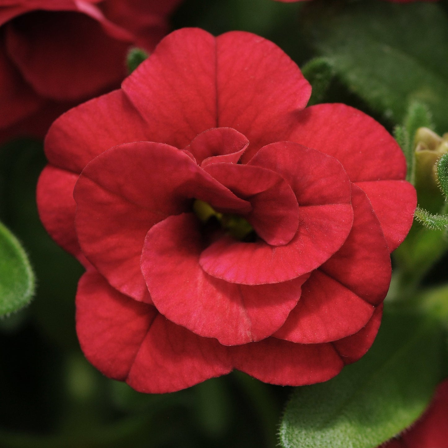 CALIBRACHOA MINIFAMOUS DOUBLE RED