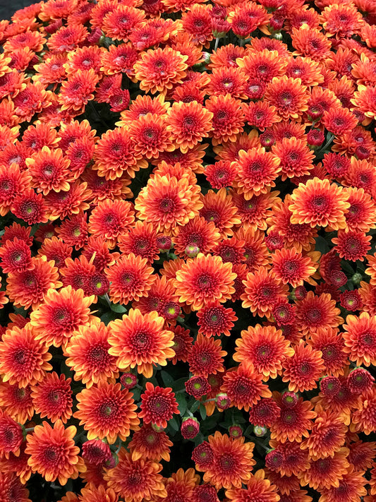 GARDEN MUMS MIORA ORANGE - 12'' POT