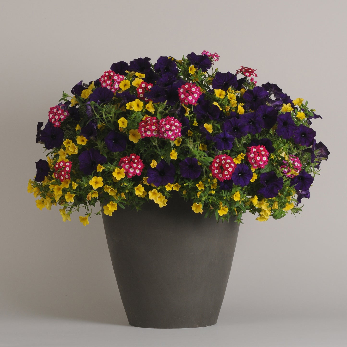 COMBO OVER THE TOP - 10" HANGING BASKET