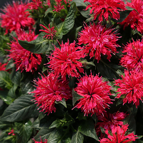 Monarda Sugar Buzz 'Cherry Pops'