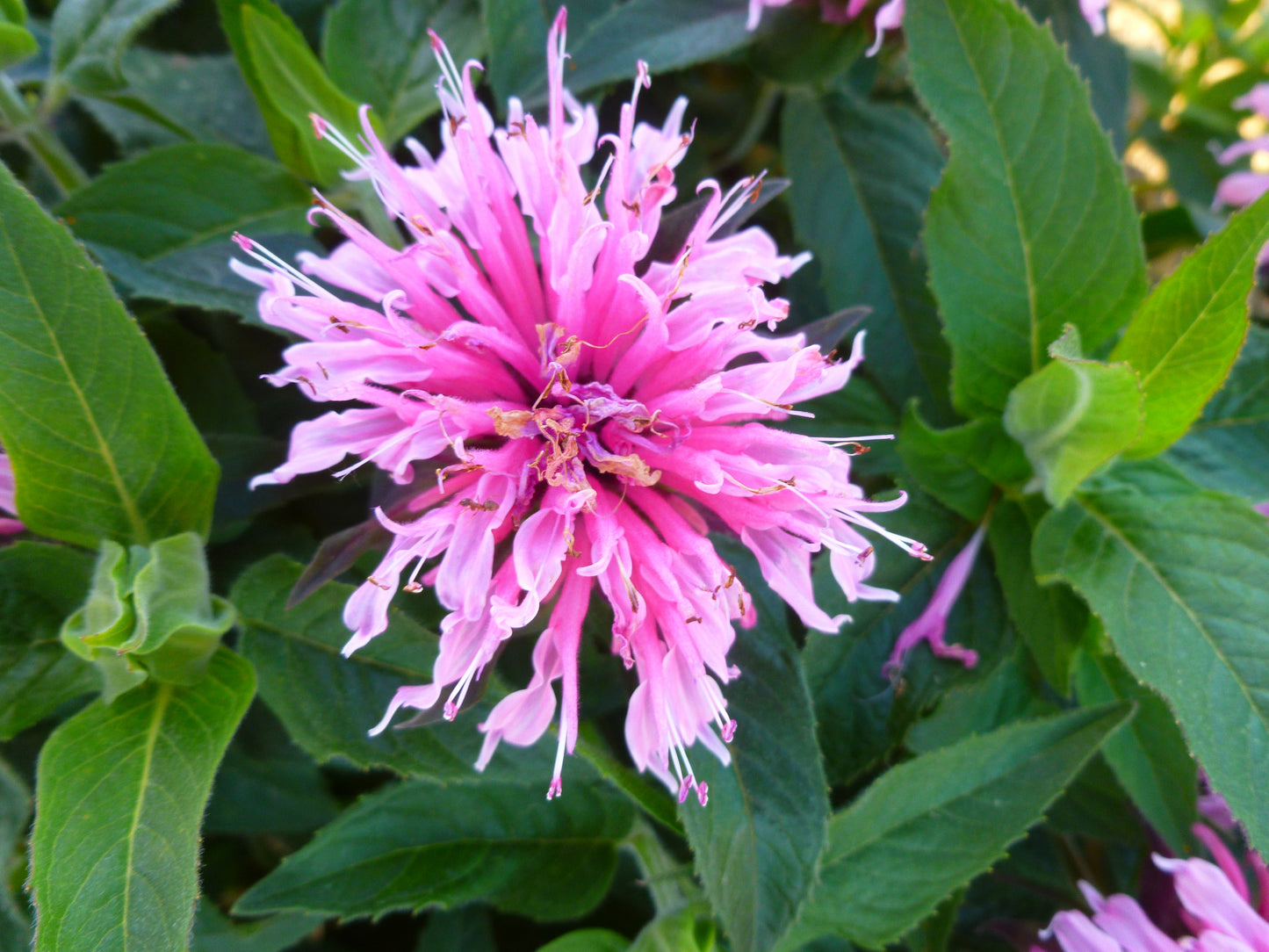 Monarda didyma Balmy™ 'Pink'
