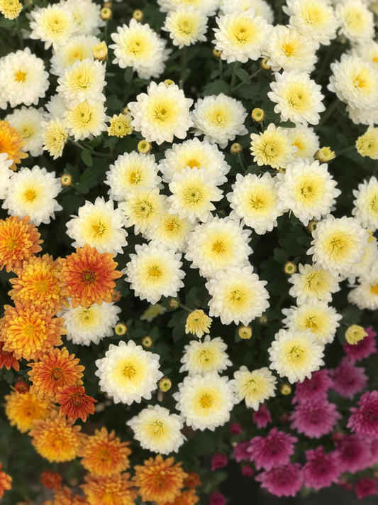 GARDEN MUMS COMBO MOONDANCE - 10'' POT