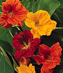 NASTURTIUM JEWEL MIX