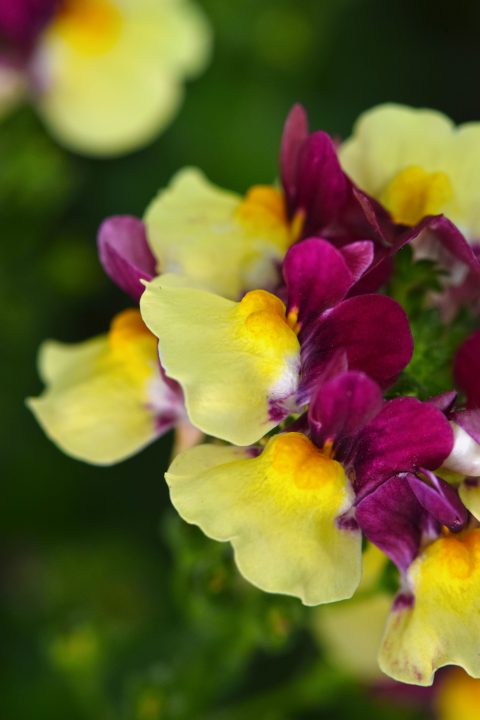 NEMESIA ESCENTIAL RASPBERRY LEMONADE