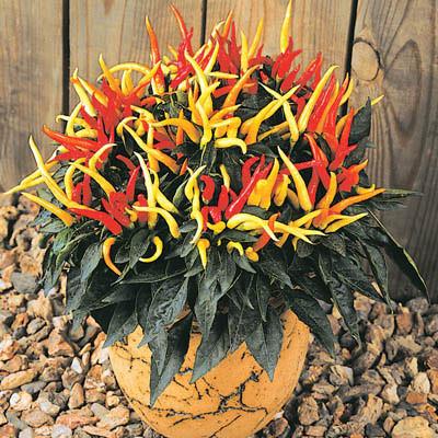 ORNAMENTAL PEPPER MEDUSA