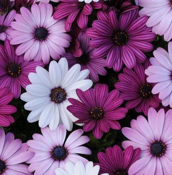 OSTEOSPERMUM AKILA MIX