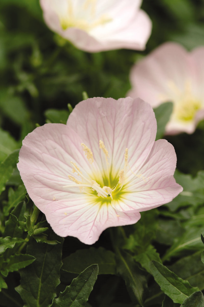 Oenothera 'Siskiyou'