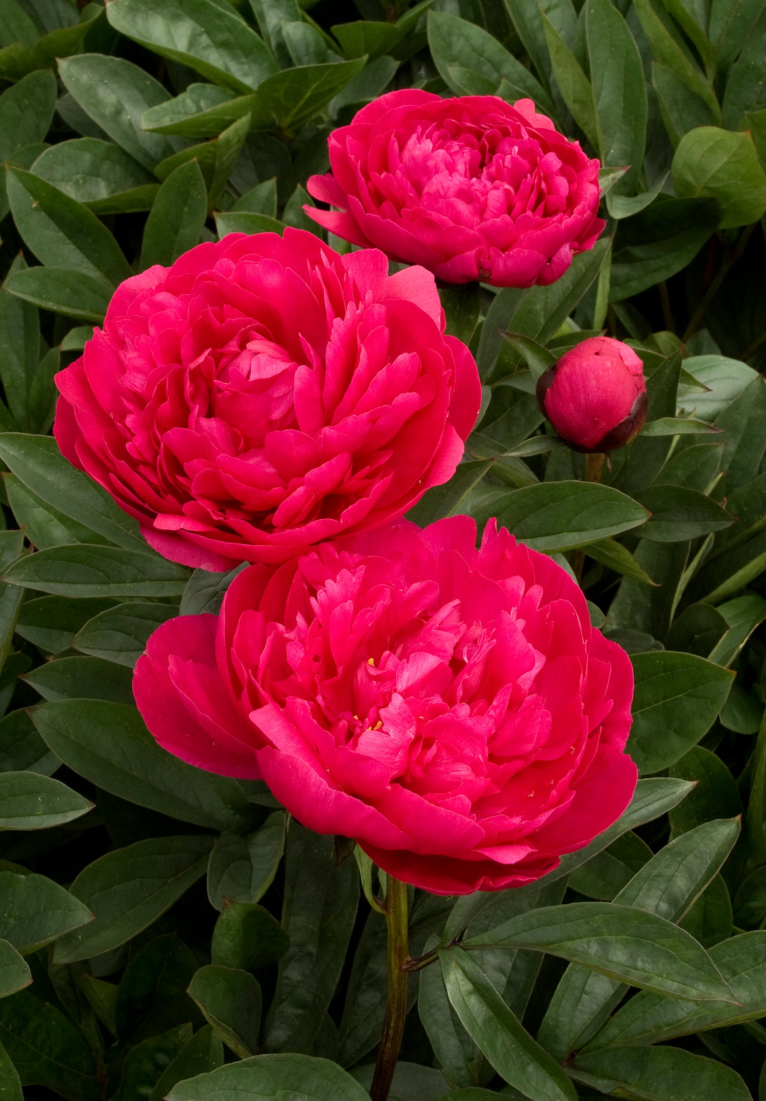 Paeonia 'Kansas'