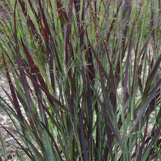 Panicum virgatum 'Blood Brothers'