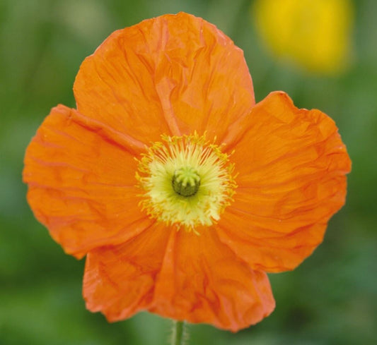 PAPAVER CHAMPAGNE BUBBLES ORANGE