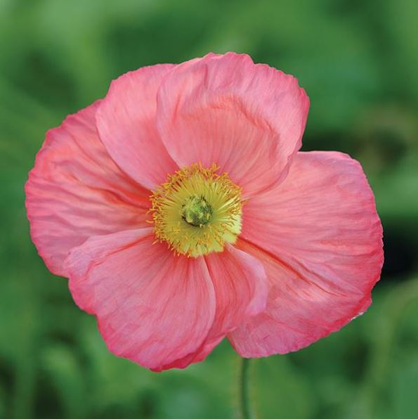 PAPAVER CHAMPAGNE BUBBLES PINK