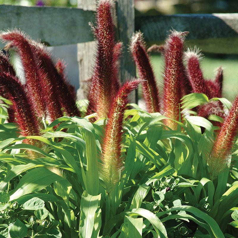 GRASS - PENNISETUM GLAUCUM JADE PRINCESS MILLET