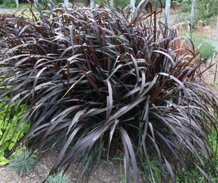 GRASS - PENNISETUM VERTIGO