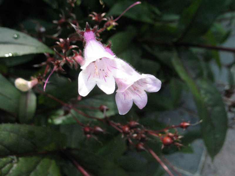 Penstemon 'Dark Towers'