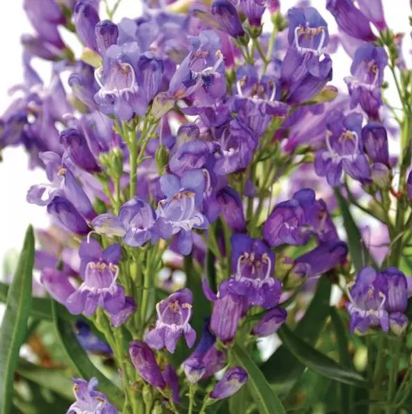 PENSTEMON ROCK CANDY BLUE