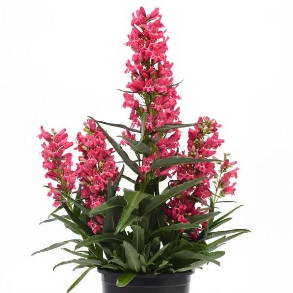 PENSTEMON ROCK CANDY RUBY