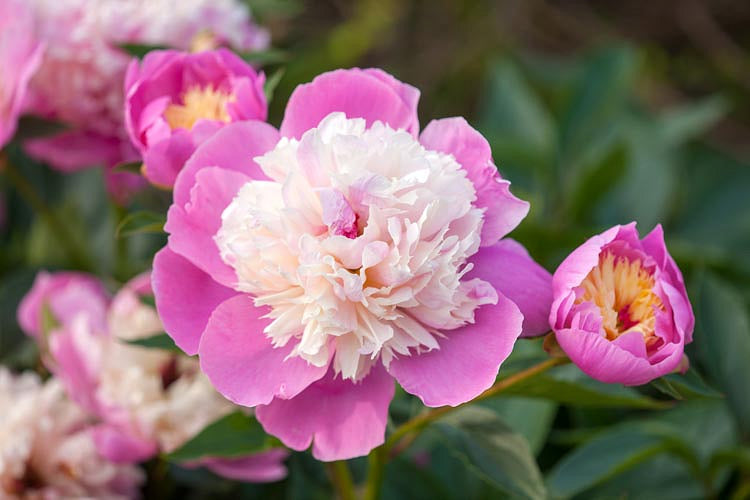 Paeonia  'Bowl of Beauty'