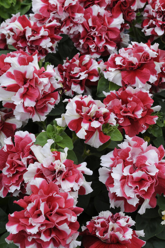 PETUNIA DOUBLE MADNESS ROSE AND WHITE