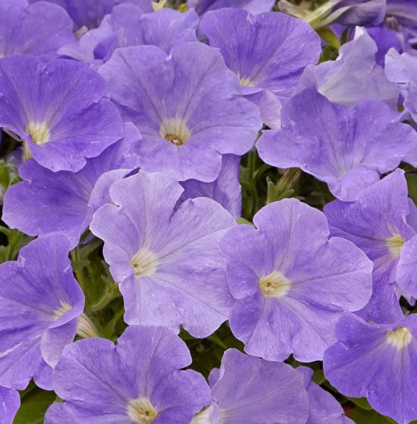 PETUNIA DREAMS SKY BLUE