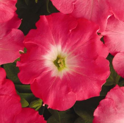 PETUNIA EASY WAVE ROSY DAWN - JUMBO 6 PACK