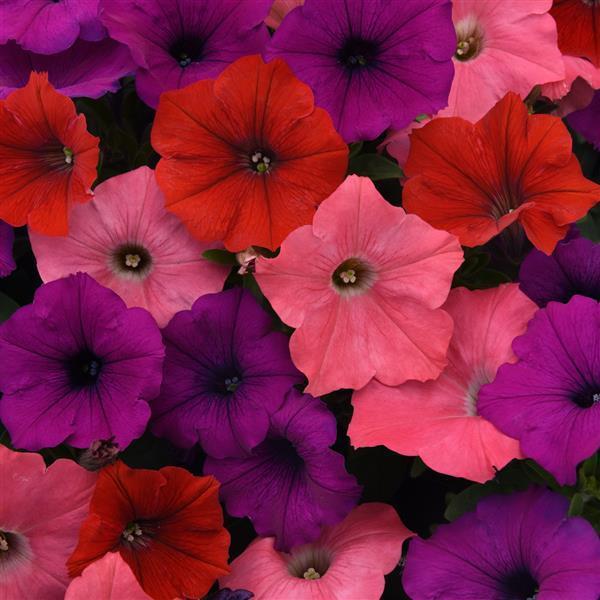 PETUNIA EASY WAVE SOUTH BEACH MIX - JUMBO 6 PACK