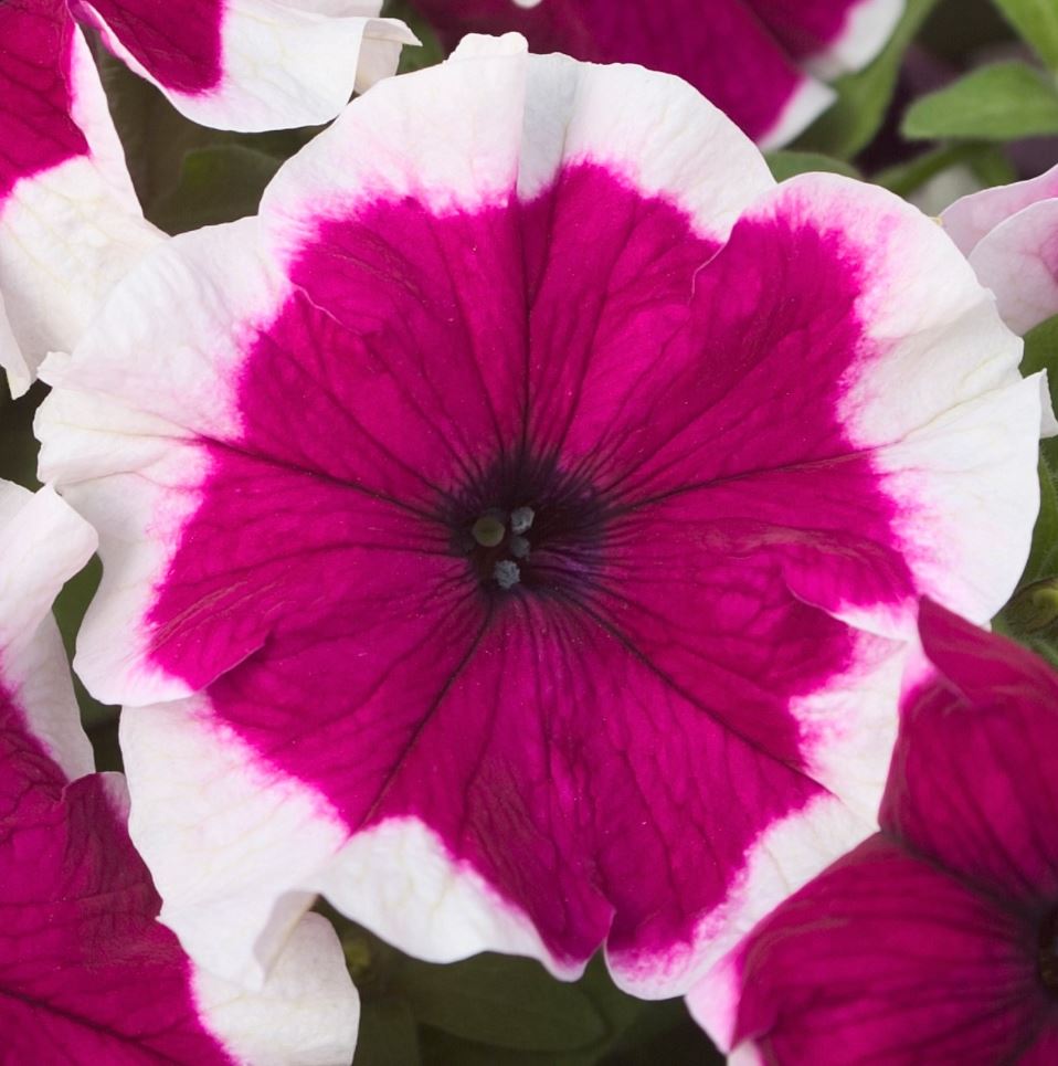 PETUNIA HULAHOOP VELVET