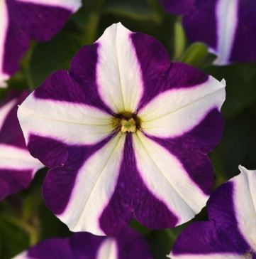 PETUNIA MADNESS BLUE STAR