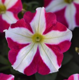 PETUNIA MADNESS ROSE STAR