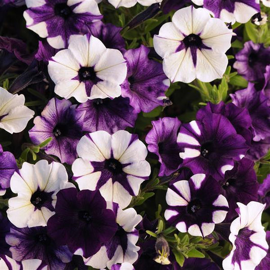 PETUNIA SHOCK WAVE PURPLE TIE DYE - JUMBO 6 PACK