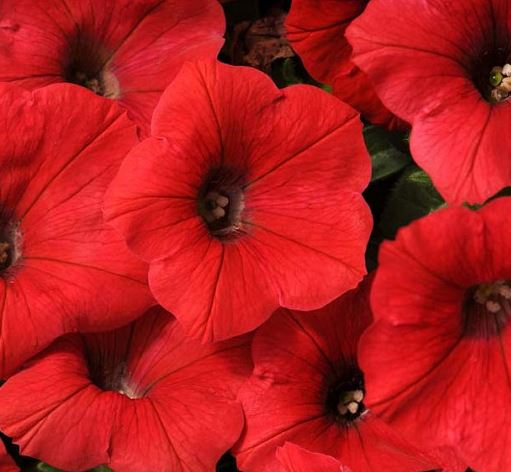 PETUNIA SHOCK WAVE RED