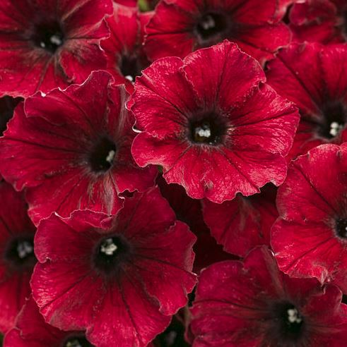 PETUNIA SUPERTUNIA BLACK CHERRY - QUART POT