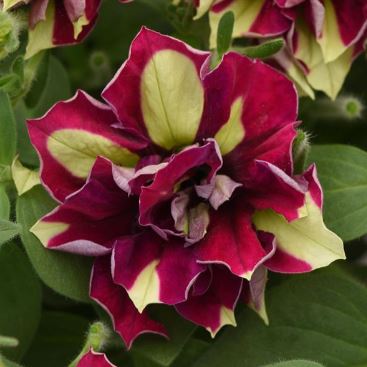 PETUNIA VOGUE DOUBLE LEMON BERRY - 4" POT