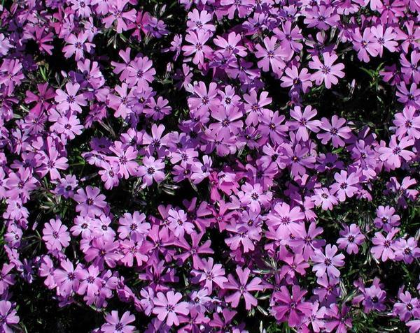 Phlox sub. 'Purple Beauty'