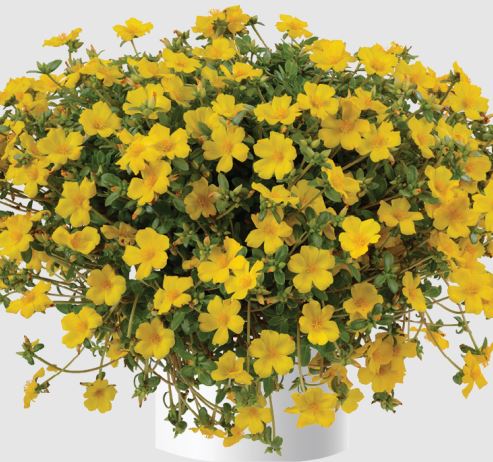 PORTULACA PAZAZZ JUMBO YELLOW