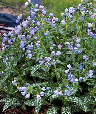 Pulmonaria 'Twinkle Toes'