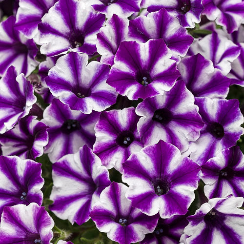 PETUNIA SUPERTUNIA MINI VIOLET STAR - QUART POT