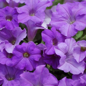 PETUNIA SURFINIAS HEAVENLY BLUE - 4" POT